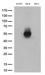 MICB Antibody in Western Blot (WB)