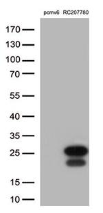 PRDX6 Antibody in Western Blot (WB)