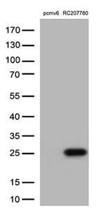 PRDX6 Antibody in Western Blot (WB)