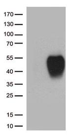 SLAMF7 Antibody in Western Blot (WB)