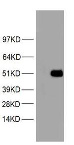 SDC1 Antibody in Western Blot (WB)