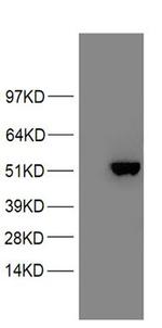 PAX2 Antibody in Western Blot (WB)