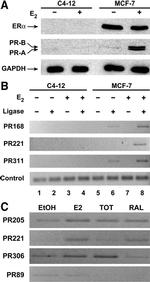 GAPDH Antibody in Western Blot (WB)