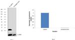 Cyclophilin B Antibody in Western Blot (WB)