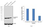 Cyclophilin B Antibody in Western Blot (WB)