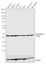 Cyclophilin B Antibody in Western Blot (WB)