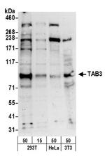 TAB3 Antibody in Western Blot (WB)