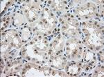 TACC3 Antibody in Immunohistochemistry (Paraffin) (IHC (P))