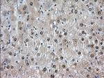 TACC3 Antibody in Immunohistochemistry (Paraffin) (IHC (P))