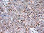 TACC3 Antibody in Immunohistochemistry (Paraffin) (IHC (P))