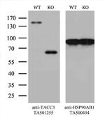 TACC3 Antibody in Western Blot (WB)