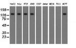 TACC3 Antibody in Western Blot (WB)