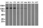 TACC3 Antibody in Western Blot (WB)