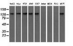 TACC3 Antibody in Western Blot (WB)