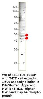 EpCAM Antibody in Western Blot (WB)