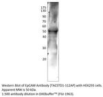 EpCAM Antibody in Western Blot (WB)