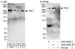 TAF1 Antibody in Western Blot (WB)