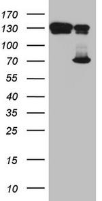 TAF1B Antibody in Western Blot (WB)