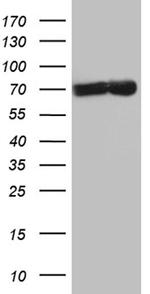 TAF1B Antibody in Western Blot (WB)