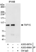 TAF1C Antibody in Immunoprecipitation (IP)