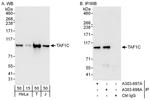 TAF1C Antibody in Western Blot (WB)