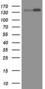 TAF2 Antibody in Western Blot (WB)