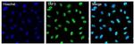 TAF3 Antibody in Immunocytochemistry (ICC/IF)