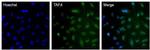 TAF4 Antibody in Immunocytochemistry (ICC/IF)