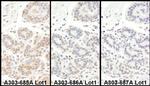 TAF5 Antibody in Immunohistochemistry (IHC)