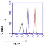 TAF7 Antibody in Flow Cytometry (Flow)