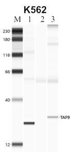 TAF9 Antibody in Immunoprecipitation (IP)