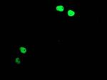 TAL1 Antibody in Immunocytochemistry (ICC/IF)