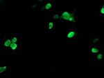 TAL1 Antibody in Immunocytochemistry (ICC/IF)