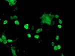 TAL1 Antibody in Immunocytochemistry (ICC/IF)