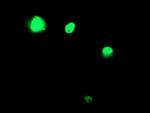 TAL1 Antibody in Immunocytochemistry (ICC/IF)