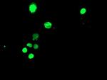 TAL1 Antibody in Immunocytochemistry (ICC/IF)