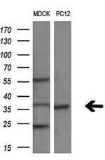 TAL1 Antibody in Western Blot (WB)