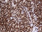 TALDO1 Antibody in Immunohistochemistry (Paraffin) (IHC (P))