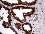 TALDO1 Antibody in Immunohistochemistry (Paraffin) (IHC (P))