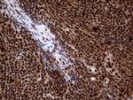 TALDO1 Antibody in Immunohistochemistry (Paraffin) (IHC (P))