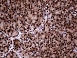 TALDO1 Antibody in Immunohistochemistry (Paraffin) (IHC (P))