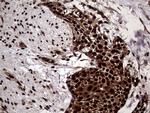 TALDO1 Antibody in Immunohistochemistry (Paraffin) (IHC (P))