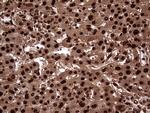 TALDO1 Antibody in Immunohistochemistry (Paraffin) (IHC (P))