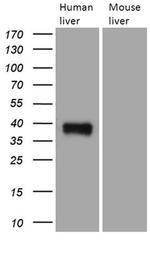 TALDO1 Antibody in Western Blot (WB)