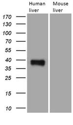 TALDO1 Antibody in Western Blot (WB)