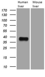 TALDO1 Antibody in Western Blot (WB)