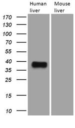 TALDO1 Antibody in Western Blot (WB)