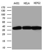 TALDO1 Antibody in Western Blot (WB)