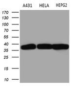 TALDO1 Antibody in Western Blot (WB)