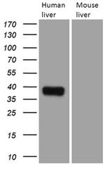 TALDO1 Antibody in Western Blot (WB)